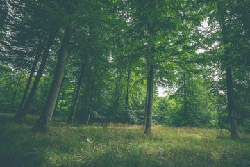 Naklejka premium Clearing in a green forest
