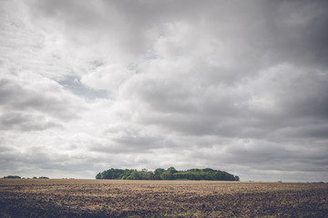 Small forest on a rural field