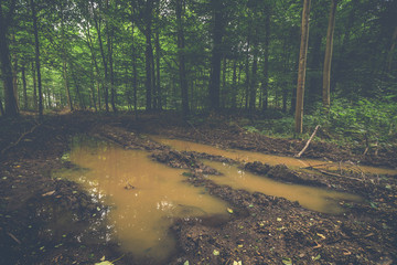 Large puddle in the middle of a forest