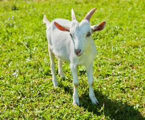 A young goat grazing in a meadow