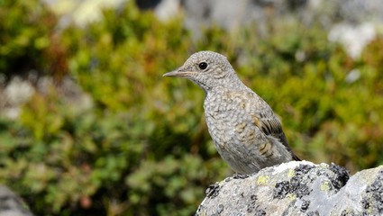 Rock Thrush
