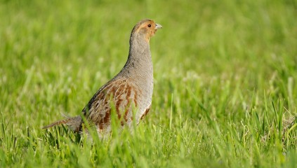 Grey partridge