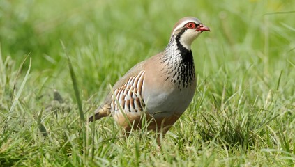 red partridge