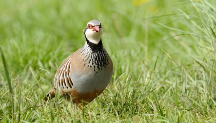 red partridge