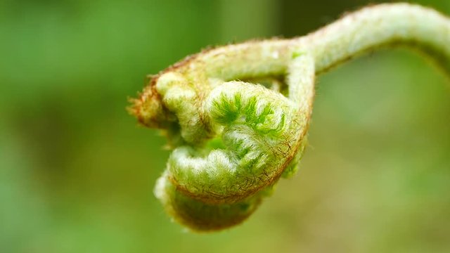 Junger Adlerfarn, Pteridium aquilinum