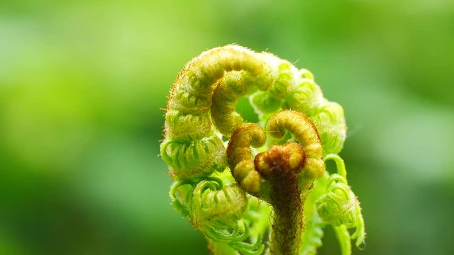 Junger Adlerfarn, Pteridium aquilinum