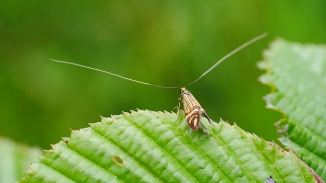 Langhornmotte, M&auml;nnchen,  Nemophora degeerella