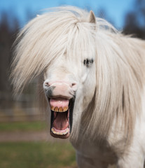 Little funny shetland pony yawning