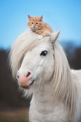 Little red kitten sitting on the head of white shetland pony