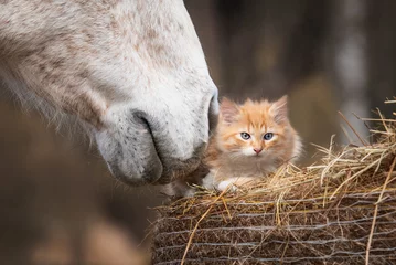 Fototapeten Kleines rotes Kätzchen mit einem Pferd © Rita Kochmarjova