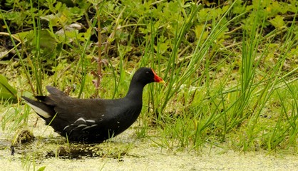 Common Moorhen