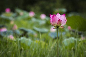 abstract dark single pink lotus, soft focus