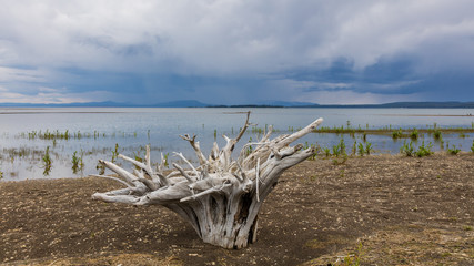 Dry tree lies on the shore of the lake. The unusual shape of the stump dry. Pelican Creek Nature Trail, Yellowstone National Park, Wyoming