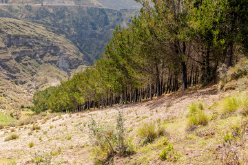 Fototapeta na wymiar Valley With Trees In Andes Mountains