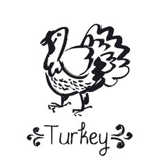Fototapeta na wymiar funny thanksgiving turkey sketch. american cuisine poultry vecto