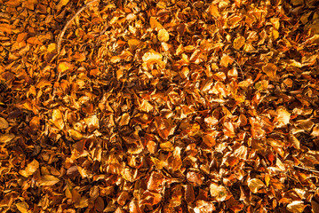 Herbstblätter 