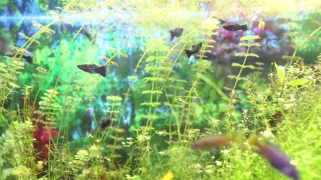 Small neon aquarium fish and guppies