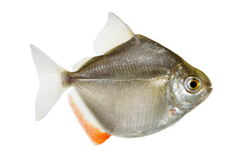 Silver dollar genus metynnis schooling aquarium fish 