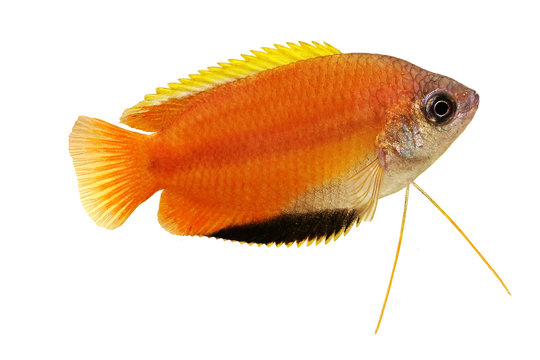 Honey gourami Trichogaster chuna tropical aquarium fish isolated on white