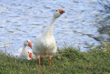 white goose came to the shore of the pond and shakes the feathers