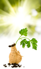 image of herbs parsley in a sack with ground close-up