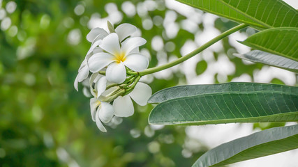 Obraz premium White and yellow Plumeria