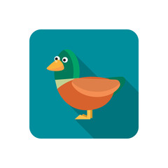 Duck color flat icon