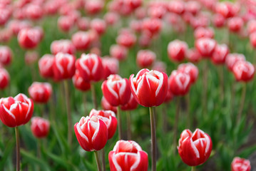 Tulips close-up