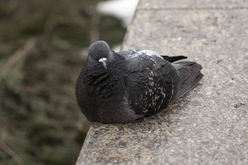 Pigeon grey. City birds. The bird view. 
