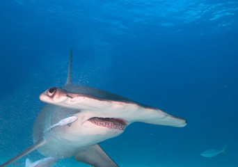 Great hammerhead shark 