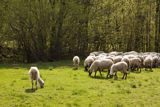 Sheep on meadow. Sheep farming.