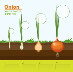 Phases of growth of a onion in the garden