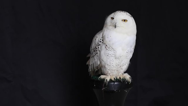 Snowy owl is a large diurnal Owl, with fairly rounded head, yellow eyes and black bill. Feet are well feathered. It is a distinct white Owl, which entire plumage may be variably