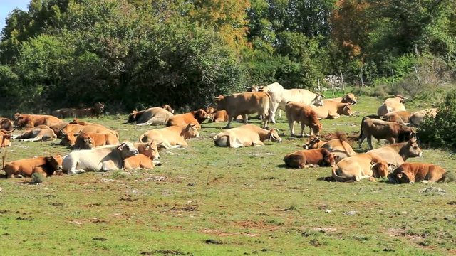 Troupeau de bovins ruminant