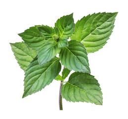 Mint leaf isolated over white