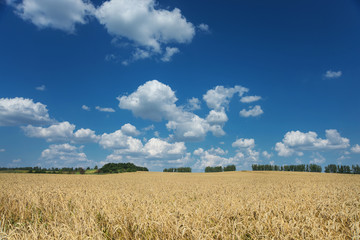 Obraz premium Field of ripe wheat and sky with clouds