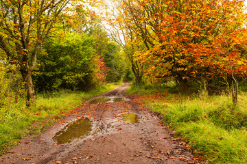 Fototapeta premium Autumn landscape with trees and paddles