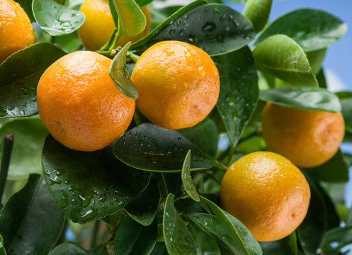  Ripe tangerine fruits on the tree.