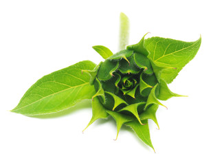 Naklejka premium Closed sunflower isolated on white background