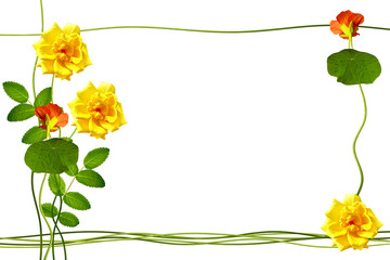 The buds of flowers roses. Holiday card