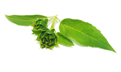 Obraz premium Closed sunflower isolated on white background