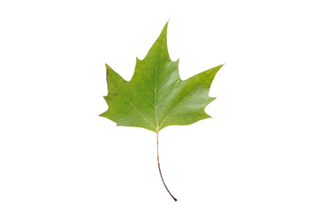 Maple leaf