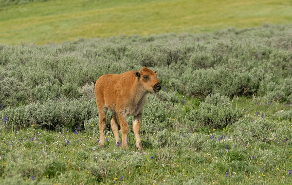 Baby Bison