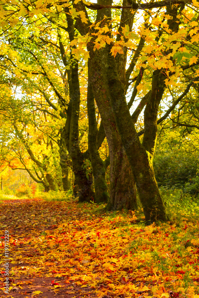 Poster autumn landscape with trees