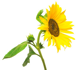 Flower of sunflower isolated on white background