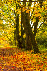 Autumn landscape with trees