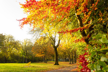 Autumn landscape with trees