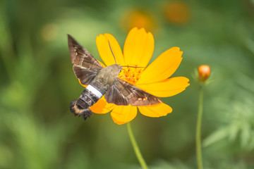 El colibrí Halcón-Polilla se acerca a la Margarita en busca de alimento.