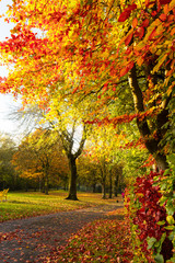 Naklejka na ściany i meble Autumn landscape with trees