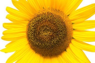 Naklejka premium Flower of sunflower isolated on white background. Seeds and oil.